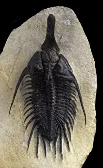 Morocco Prints: Fossil: Trilobite Size: total length: 12 cm Devonian Morocco