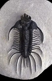 Fossil: Trilobite Size: total length including spines: 9 cm Devonian Morocco