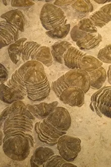 Trilobite Prints: Fossil Trilobites - Mass mortality-extinct marine invertebrates Middle Devonian