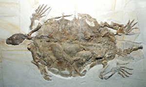 Images Dated 22nd April 2007: Fossil Turtlke/ Terrapin; Jura of Germany