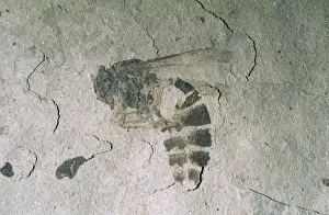 Wasps Prints: Fossil Wasp - Eocene Fossil beds National Monument