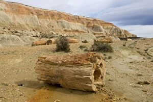 Images Dated 15th September 2004: Fossil Wood - Sarmiento Petrified Forest Provincial Reserve. Petrified tree in Paleocene