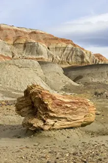 Fossil Wood - Sarmiento Petrified Forest Provincial Reserve. Petrified tree in Paleocene (Lower Tertiary) sedimentary rocks. Salamanquense Formation. Argentina - Province Chubut - Patagonia