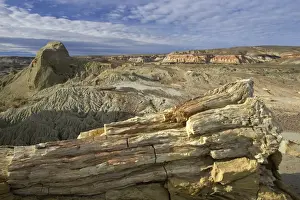 Fossil Wood - Sarmiento Petrified Forest Provincial Reserve. Petrified tree in Paleocene (Lower Tertiary) sedimentary rocks. Salamanquense Formation. Argentina - Province Chubut - Patagonia