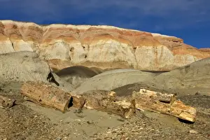 Fossil Wood - Sarmiento Petrified Forest Provincial Reserve. Petrified tree in Paleocene (Lower Tertiary) sedimentary rocks. Salamanquense Formation. Argentina - Province Chubut - Patagonia