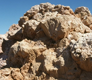 Images Dated 3rd September 2009: Fossilised Coral - Gibson Desert - North West Australia