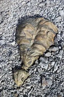 Fossilised skeleton of the anapsid Eunotosaurus from late Permian times. Probably insectivorous. Possibly the most distant ancestor of tortoises. Karoo National Park, Beaufort West, Western Cape, South Africa