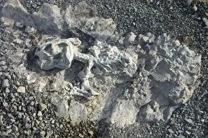 South Africa Prints: Fossilised skeleton of Diictodon