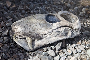Fossilised skull of gorgonopsian Lycaenops - a sabre-toothed therapsid super-predator from late Permian times Fossilised skull of gorgonopsian Lycaenops - a sabre-toothed therapsid super-predator from late Permian times