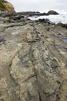 Catlins Prints: Fossilised tree trunk - in exposed rocks on beach of Curio Bay