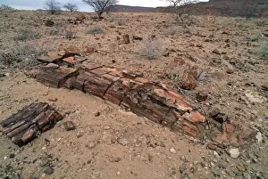 Petrified Prints: Fossilised trees in petrified forst Khorixas Damaraland Namibia