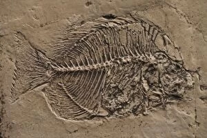 Fossilized Fish - Mesozoic period