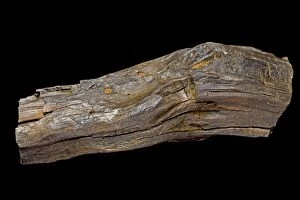 Fossilized Wood / Lignite of Agathoxylon, a conifer