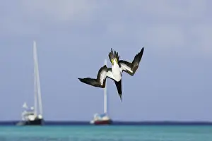 Fou brun. Brown Booby. Sula leucogaster