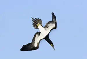 Boobie Prints: Fou brun. Brown Booby. Sula leucogaster