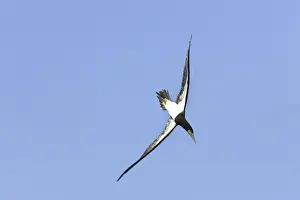 Fou brun. Brown Booby. Sula leucogaster