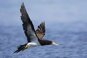 Fou brun. Brown Booby. Sula leucogaster