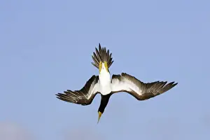 Fou brun. Brown Booby. Sula leucogaster