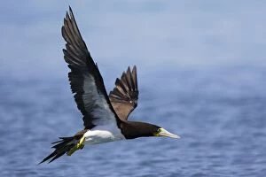 Boobys Gallery: Fou brun.Brown Booby.Sula leucogaster