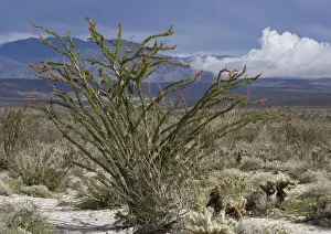 Ocotillo Prints: Fouquieria splendens