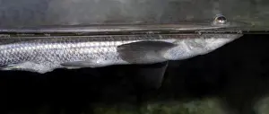 Split Level Prints: Four-eyed Fish - brackish waters - tropical America - can focus an image above and below the surface simultaneously
