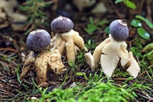 Fruiting Gallery: Four-footed / Rayed Earthstar Fungus - fruiting