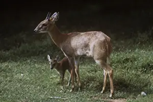 Father Prints: Four-horned Antelope / Chousingha - buck and young