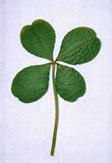 Four-leaf Clover - Considered as being lucky