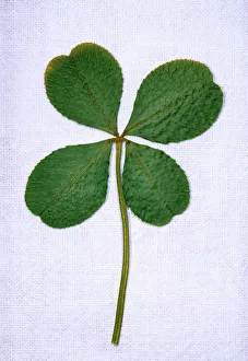 Unusual Collection: Four-leaf Clover Herbarium specimen, England