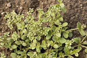 Images Dated 22nd July 2006: Four-leaved allseed (Polycarpon tetraphyllum). Rare coastal plant in UK