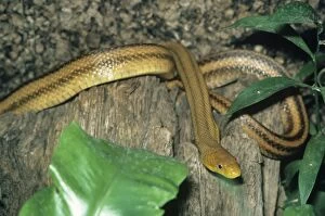 Images Dated 23rd March 2011: Four-lined Rat Snake - S. E. Europe & S. W. Asia