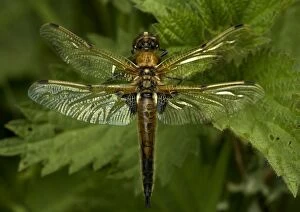 Images Dated 3rd May 2005: Four-Spotted Chaser