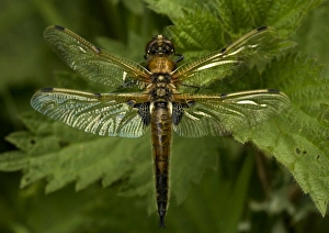 Images Dated 3rd May 2005: Four-Spotted Chaser