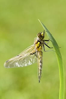 Images Dated 9th May 2011: Four-spotted Chaser Dragonfly - recently emerged