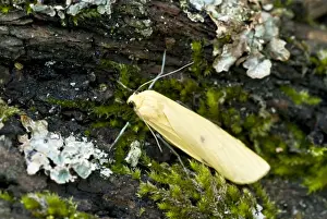 Hungary Prints: Four-spotted Footman - Bukk National Park - Hungary