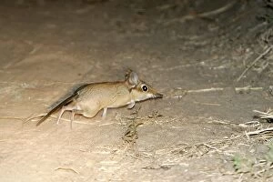 Images Dated 10th July 2004: Four-toed Elephant Shrew. South Luangwa Valley National Park - Zambia - Africa