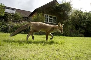 FOX - cub in garden (18 weeks)