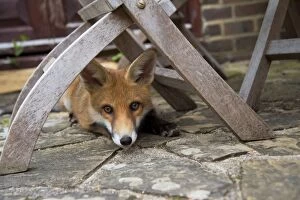 FOX - cub under garden chair (15 weeks)
