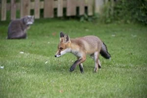 Images Dated 25th June 2012: FOX - cub giving cat a wide berth (15 weeks)