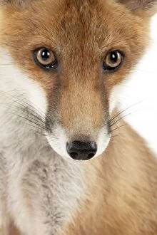 Images Dated 12th June 2012: FOX - cub - head shot (13 weeks)