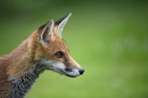 Images Dated 25th June 2012: FOX - cub - head shot (15 weeks)