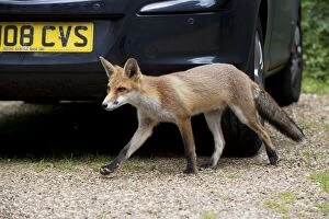 FOX - cub investigating car (18 weeks)