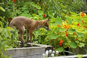 Images Dated 15th July 2012: FOX - cub investigating flower beds (18 weeks)