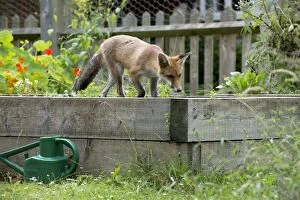 Images Dated 15th July 2012: FOX - cub investigating flower beds (18 weeks)