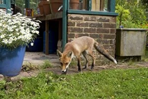 FOX - cub investigating garden (18 weeks)
