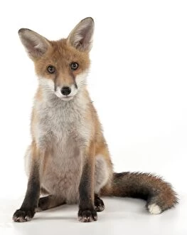 Images Dated 12th June 2012: FOX - cub sitting (13 weeks)