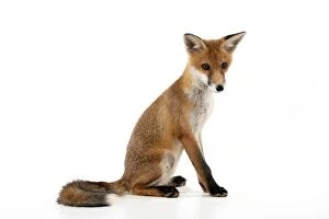 Images Dated 12th June 2012: FOX - cub sitting (13 weeks)