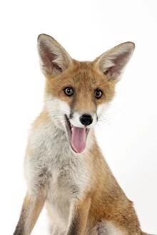 Images Dated 11th June 2012: FOX - cub sitting (13 weeks)