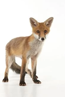 Images Dated 11th June 2012: FOX - cub standing (13 weeks)