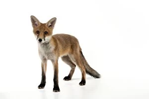 Images Dated 11th June 2012: FOX - cub standing (13 weeks)